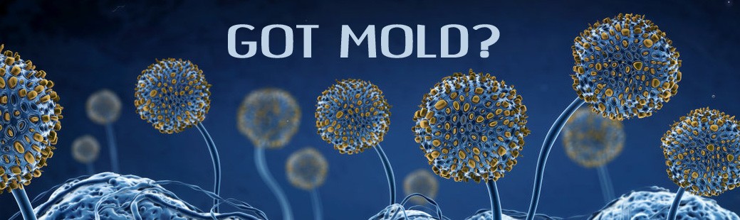 Why should I call a mold inspector for my testing needs?